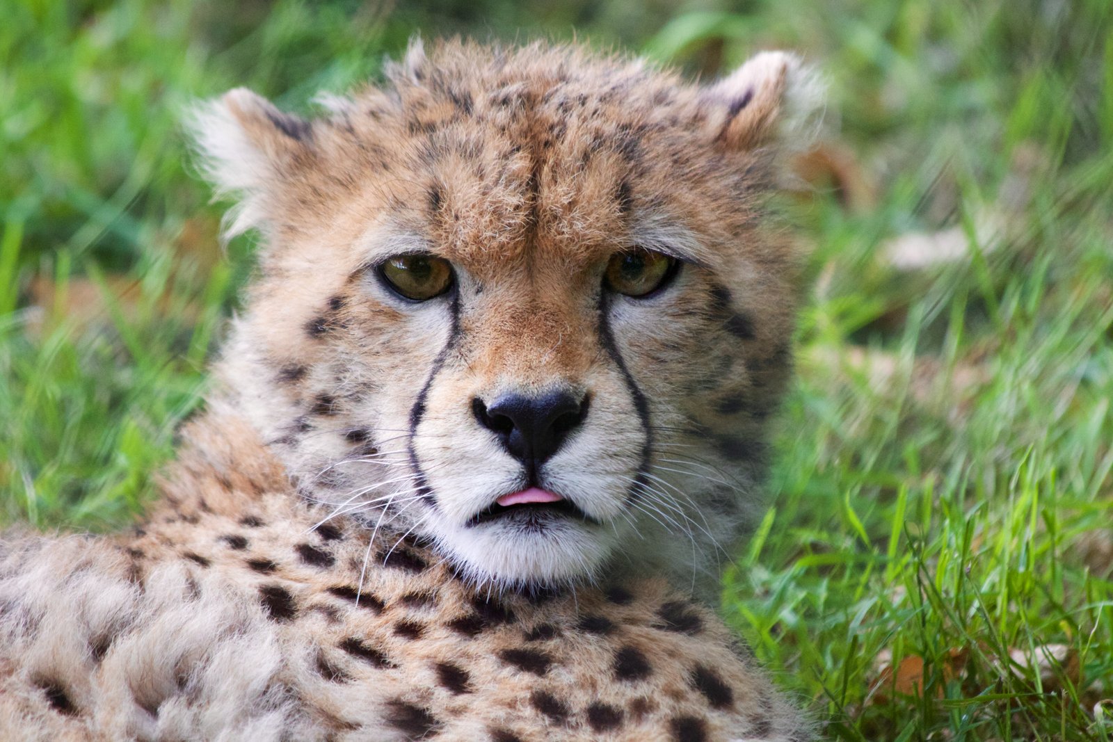 Animals 04